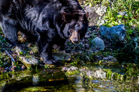 Homosassa Springs Wildlife State Park