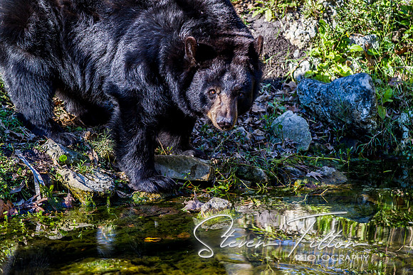 Homosassa Springs Wildlife State Park