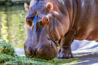 Homosassa Springs Wildlife State Park