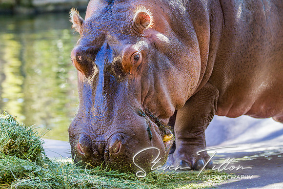 Homosassa Springs Wildlife State Park