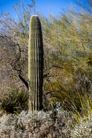 Botanical Garden