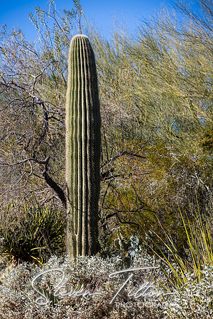 Botanical Garden