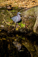 Homosassa Springs Wildlife State Park