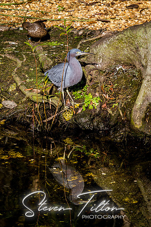 Homosassa Springs Wildlife State Park