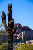 Botanical Garden