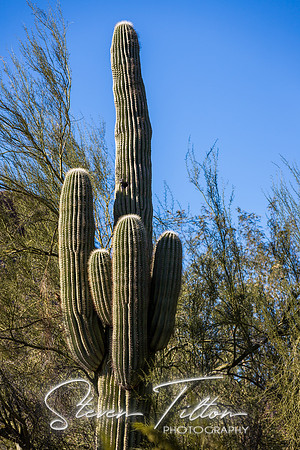 Botanical Garden