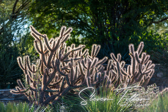 Botanical Garden