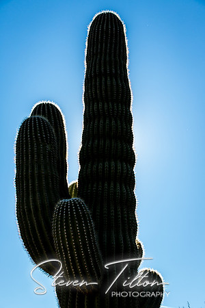 Botanical Garden