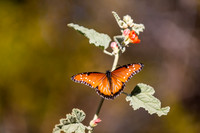 Botanical Garden