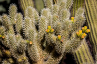 Botanical Garden