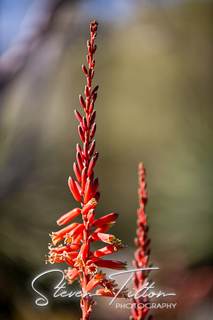 Botanical Garden
