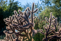 Botanical Garden