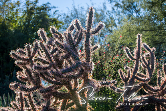 Botanical Garden
