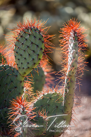 Botanical Garden