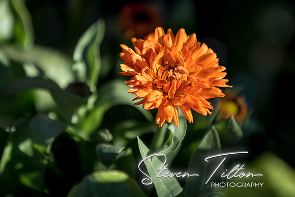 Botanical Garden