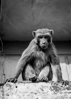 Monkeys watching from above