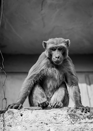 Monkeys watching from above