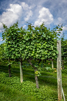 Horton Cellars Winery