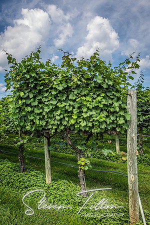 Horton Cellars Winery