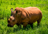A white rhinoceros standing in a green field