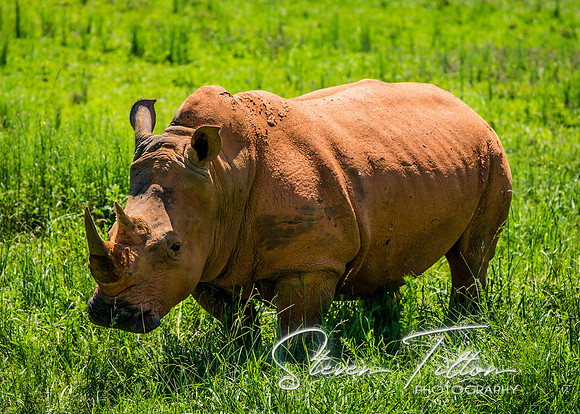 A white rhinoceros standing in a green field