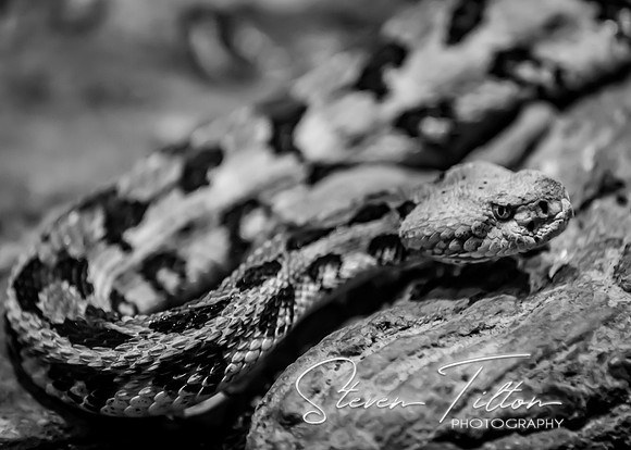 Rattlesnake on a log