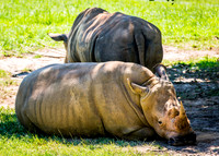 White rhinoceros relaxing under a tree