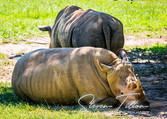White rhinoceros relaxing under a tree
