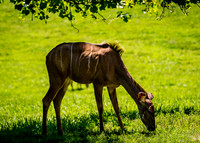 Bongo under a tree