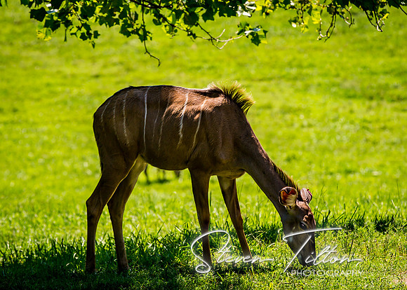 Bongo under a tree