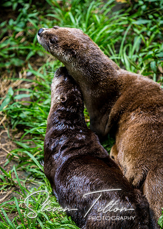 Otter cuddling time