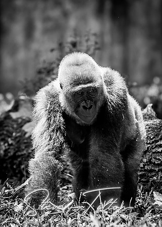 Silverback Walking