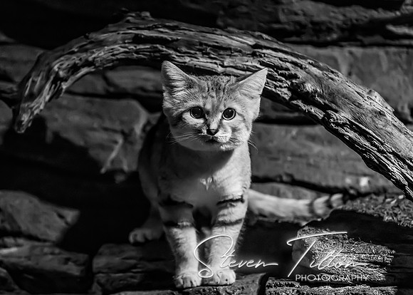 Puss n Boots