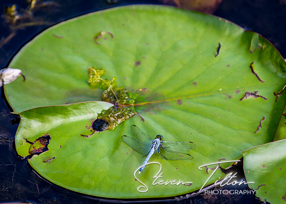 Dragonfly Landing Zone