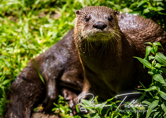 Otter in the grass