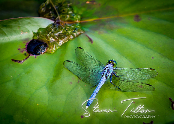 Dragonfly on a lily pad