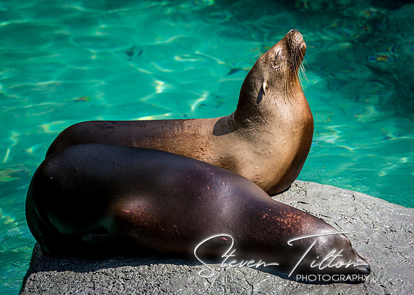 Seals Sunning