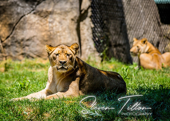 Lion Around