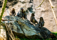 A Bunch of Baboons
