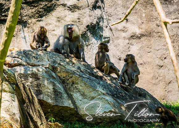 A Bunch of Baboons