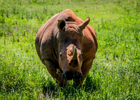 A white rhinoceros standing in a green field