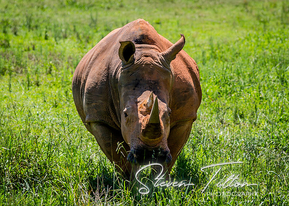 A white rhinoceros standing in a green field