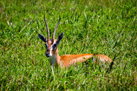 Thomson's Gazelle laying in a field