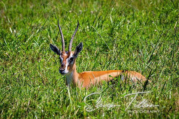 Thomson's Gazelle laying in a field