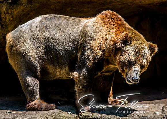 Bear Necessities