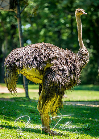 Bad Hair Day