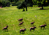 Herd on the Move