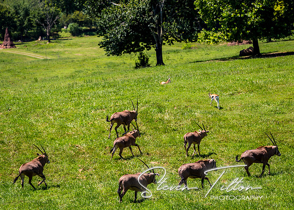 Herd on the Move
