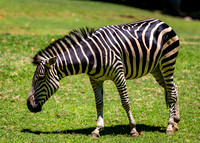Nothing but Stripes