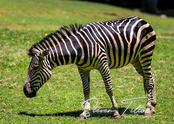 Nothing but Stripes